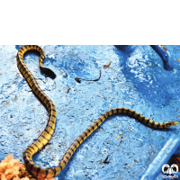 گونه مار دریایی زرد Yellow Sea Snake